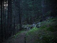 Im lost in a forest | Simone Mella | Flickr Im lost in a forest