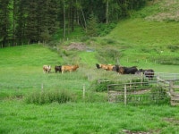 Walk Report - New tree growth causing access problems • Walkhighlands Walk Report - New tree growth causing access problems