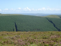 Walk Report - New tree growth causing access problems • Walkhighlands Walk Report - New tree growth causing access problems