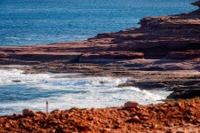 August 31 2025 - Kalbarri · iNaturalist August 31 2025 - Kalbarri