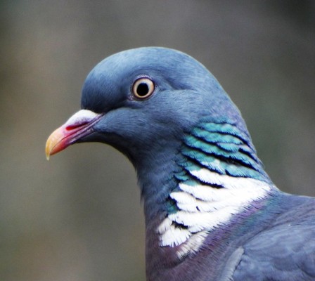 wood pigeon | wood pigeon | alan greest | Flickr wood pigeon | 웹