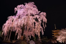 Sakura in night at Toji Temple 4 | Photo taken at To-ji Temp… | Flickr Sakura in night at Toji Temple 4