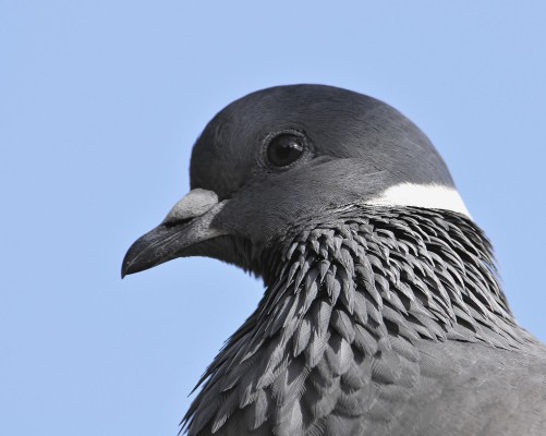 White-collared Pigeon (Columba albitorques) | Pigeon à colli… | Flickr White-collared Pigeon (Columba albitorques) | 웹