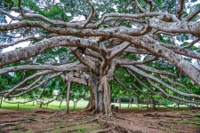Peradeniya Botanic Gardens | Around Kandy, Sri Lanka Around Kandy - Lonely Planet Peradeniya Botanic Gardens | Around Kandy, Sri... 