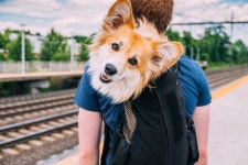 A man riding the NYC subway with his dog in a backpack is melting hearts This man riding the NYC subway with his dog in a... 