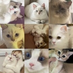 서울 고양이카페 | 냥이주택(@7_cats.day) • Instagram 사진 및 동영상