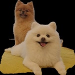 애견미용 이뿌고이뿌개(@beauty_pretty._.dog) • Instagram 사진 및 동영상