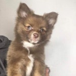 DOG(@casperemilio_poms) • Instagram 사진 및 동영상