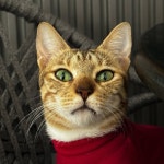 Keesya😼(@cat.with.man) • Instagram 사진 및 동영상