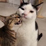 최씨네집(@cham4_house) • Instagram 사진 및 동영상