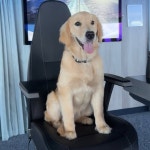 Rover(@chiefdogrover) • Instagram 사진 및 동영상