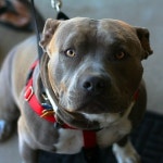 Daily Pitbulls(@dailypits) • Instagram 사진 및 동영상