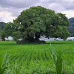 담양문화원(@dy_culture) • Instagram 사진 및 동영상