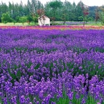 하늬라벤더팜(@hani_lavenderfarm) • Instagram 사진 및 동영상