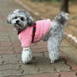 리나놀이터 댕댕이카페 전주반려동물놀이터(@hjsook) • Instagram 사진 및 동영상 리나놀이터  댕댕이카페  전주반려동물놀이터... 