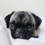 Pug Lovers Club(@pugloversclub) • Instagram 사진 및 동영상