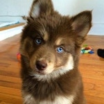 @PUPPYTRIP(@puppytrip) • Instagram 사진 및 동영상