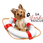 SA Yorkie Rescue(@sayorkierescue) • Instagram 사진 및 동영상
