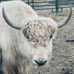 Star Yak Ranch(@staryakranch) • Instagram 사진 및 동영상