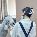 모란모란_안산강아지미용실(@su_mindle) • Instagram 사진 및 동영상