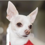The Puppy Town(@thepuppytown) • Instagram 사진 및 동영상