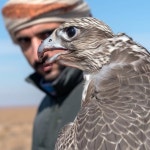 Top Care Falcon Clinic - عيادة توب كير للصقور الوثبة(@topcarevet) • Instagram 사진 및 동영상 ‎Top Care... 