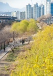 [서울 풍경] 서울, 봄이 오나 봄 > 서울사랑 > 서울이야기 > 시민소통 > 정보소통광장
