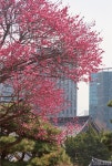 [서울 풍경] 피어나라 봄, 꽃 > 서울사랑 > 서울이야기 > 시민소통 > 정보소통광장