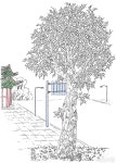 [자연이 품은 서울] 서울에서 함께 살아가는 가로수 > 서울사랑 > 서울이야기 > 시민소통 > 정보소통광장