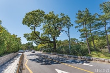 [자연이 품은 서울] 서울에서 함께 살아가는 가로수 > 서울사랑 > 서울이야기 > 시민소통 > 정보소통광장 [자연이 품은 서울] 서울에서 함께... 