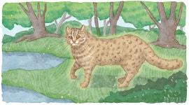 [자연이 품은 서울] 한강 생태공원엔 삵이 산다 > 서울사랑 > 서울이야기 > 시민소통 > 정보소통광장 [자연이 품은 서울] 한강 생태공원엔 삵이 산다