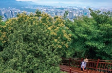 [매력 명소] 도심과 남산을 숲으로 잇다 > 서울사랑 > 서울이야기 > 시민소통 > 정보소통광장 [매력 명소] 도심과 남산을 숲으로 잇다