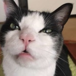 「うちのコ、猫っぽくない」と思った瞬間（ねこのきもち WEB MAGAZINE） - Yahoo!ニュース