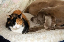 猫、犬も長寿に…　高齢ペットにどう向き合うのか？　「排泄時の補助」は必須（Hint-Pot） - Yahoo!ニュース