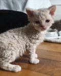 クルクル巻き毛の子猫ちゃん　あまりのかわいさにキュンとする（ねとらぼ） - Yahoo!ニュース