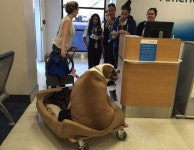 A very chubby dog flew first class on American Airlines : Luxurylaunches