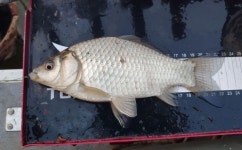 어신 > 홍성호 마감 : 낚시사랑