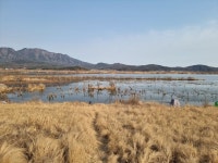 필드붕어 > 선산 독동수로 마감 : 낚시사랑