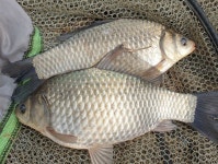 쩐프로(붕어놀이터) > 선인대교 마감 : 낚시사랑