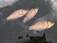 인천사랑. > 얼음낚시 철원소류지 마감 : 낚시사랑