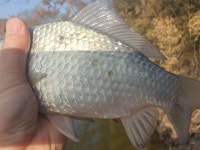 ♡지민아빠 > 초대 저수지 마감 : 낚시사랑