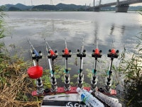 매주힐링 > 대호만 적서리 마감 : 낚시사랑