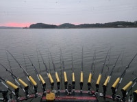 필드붕어 > 진죽지 종료 : 낚시사랑