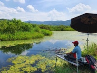붕어부자만수르 민물낚시 노지조행기 > 한여름에 강으로 출조하면 벌어지는 일 : 낚시사랑