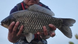 아산둔포전투낚시점 > 아산호 정보입니다 : 낚시사랑