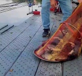 고잔떨거지 > 고잔 저수지 접지 나무아래(23.9.16) : 낚시사랑