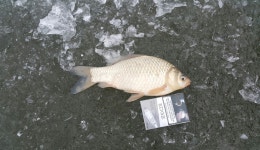 항포지 유료터정보 > 석모도 항포낚시터 : 낚시사랑