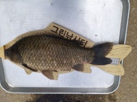 양평그린낚시터 유료낚시터 > 토종전용낚시터 그린낚시터에서 대낮에 47센치 붕어가 잡혔습니다. : 낚시사랑