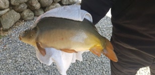 폭포낚시터 유료낚시터 > 물고기가 폭포수처럼 쏟아지는 폭포낚시터의 조황기 : 낚시사랑