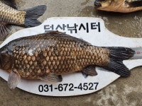 덕산지 유료낚시터 > 안성 덕산지기 : 낚시사랑